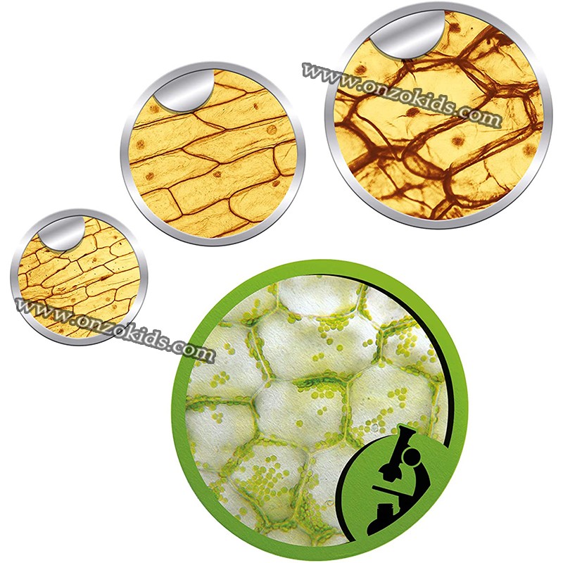 La science au microscope -Clementoni – Image 4