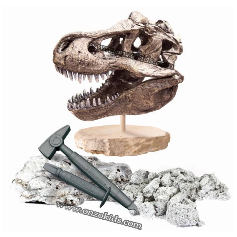 SCIENCE ET JEU -ARCHEO LUDIC - CRANE DE T-REX – Image 3