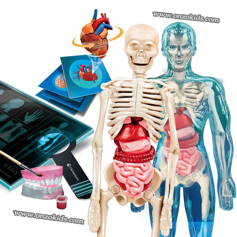 Jeu Scientifique laboratoire d'anatomie - Clementoni – Image 2