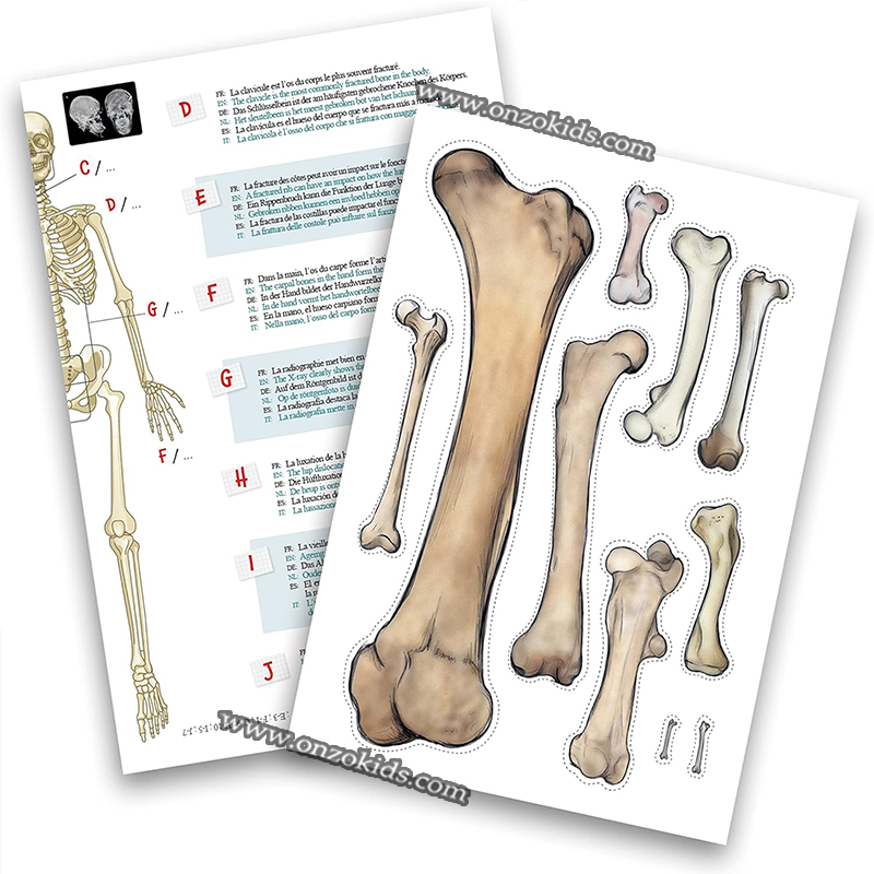 Squelette Géant 85cm-Buki – Image 4