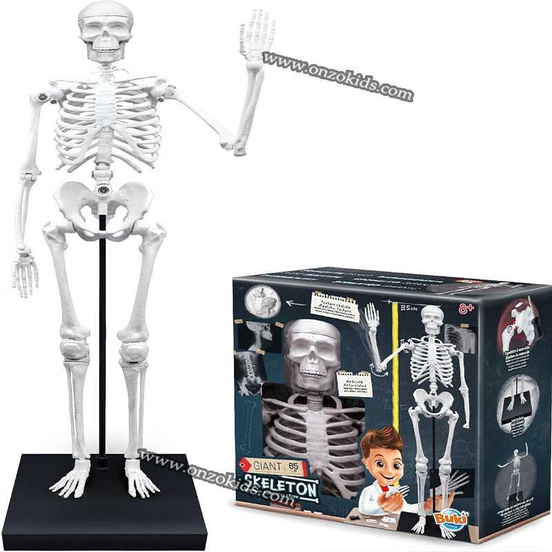 Squelette Géant 85cm-Buki – Image 6