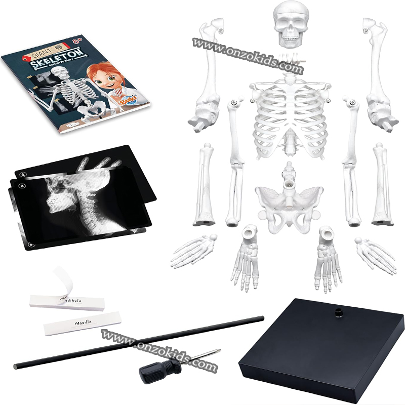 Squelette Géant 85cm-Buki – Image 3