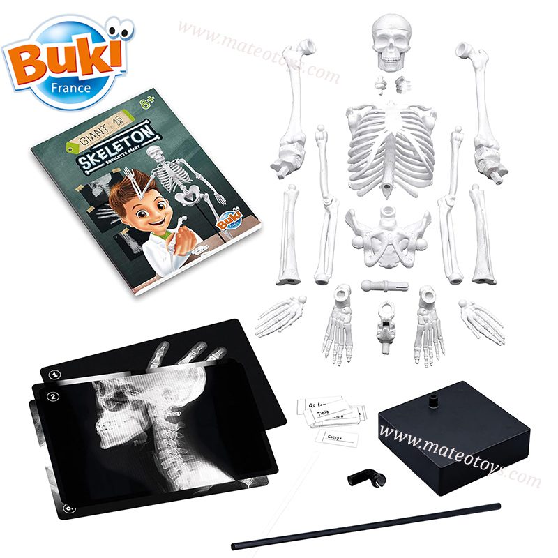 Squelette 45cm - BUKI – Image 3