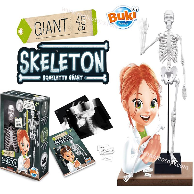 Squelette 45cm - BUKI