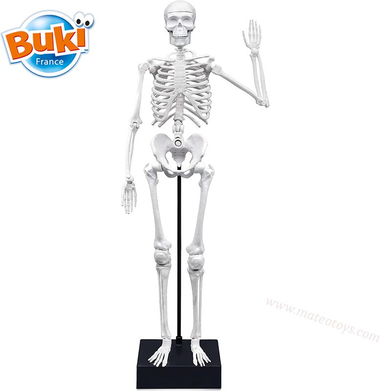 Squelette 45cm - BUKI – Image 5
